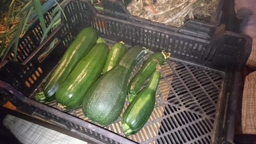 courgettes
