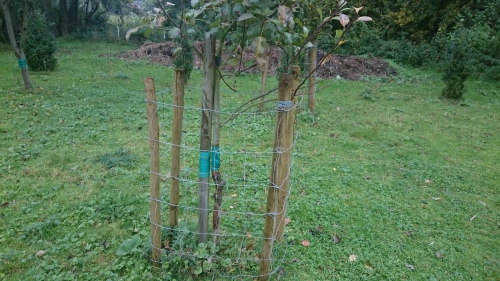 fruitbomen, kleine wintervlinder, lijmband