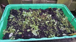 winterakoniet, kiemplantjes