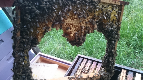 boogsnede, zaagsnede